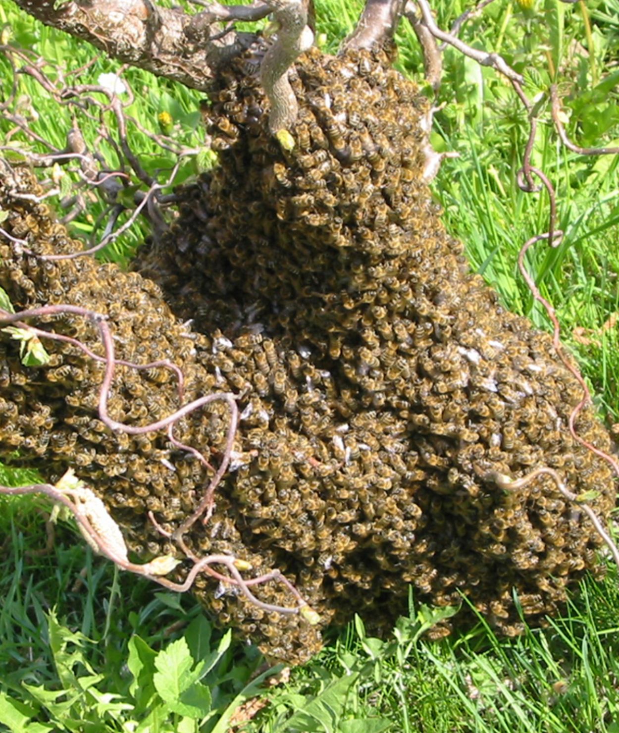 Bienen auf dem Danelehof