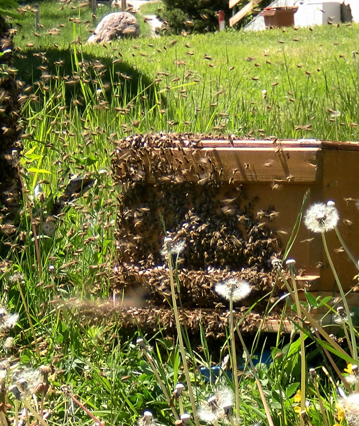 Bienen auf dem Danelehof
