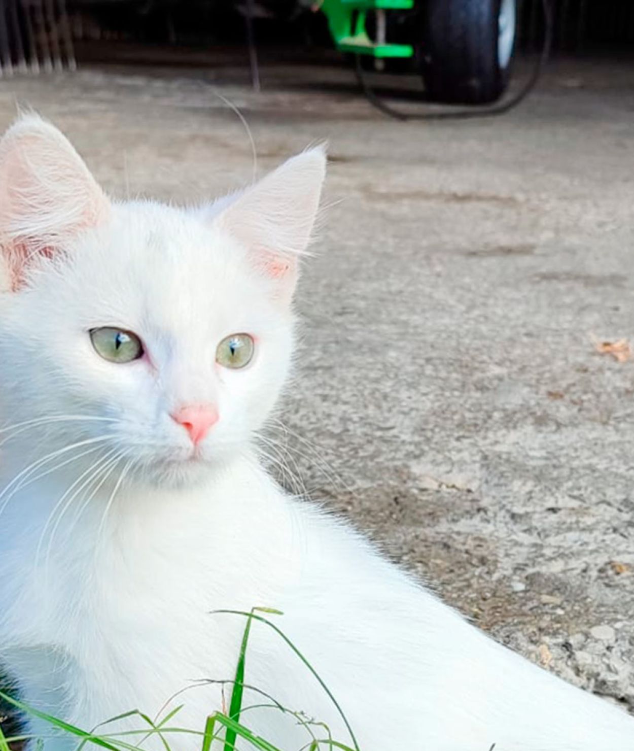 Katze auf dem Danelehof