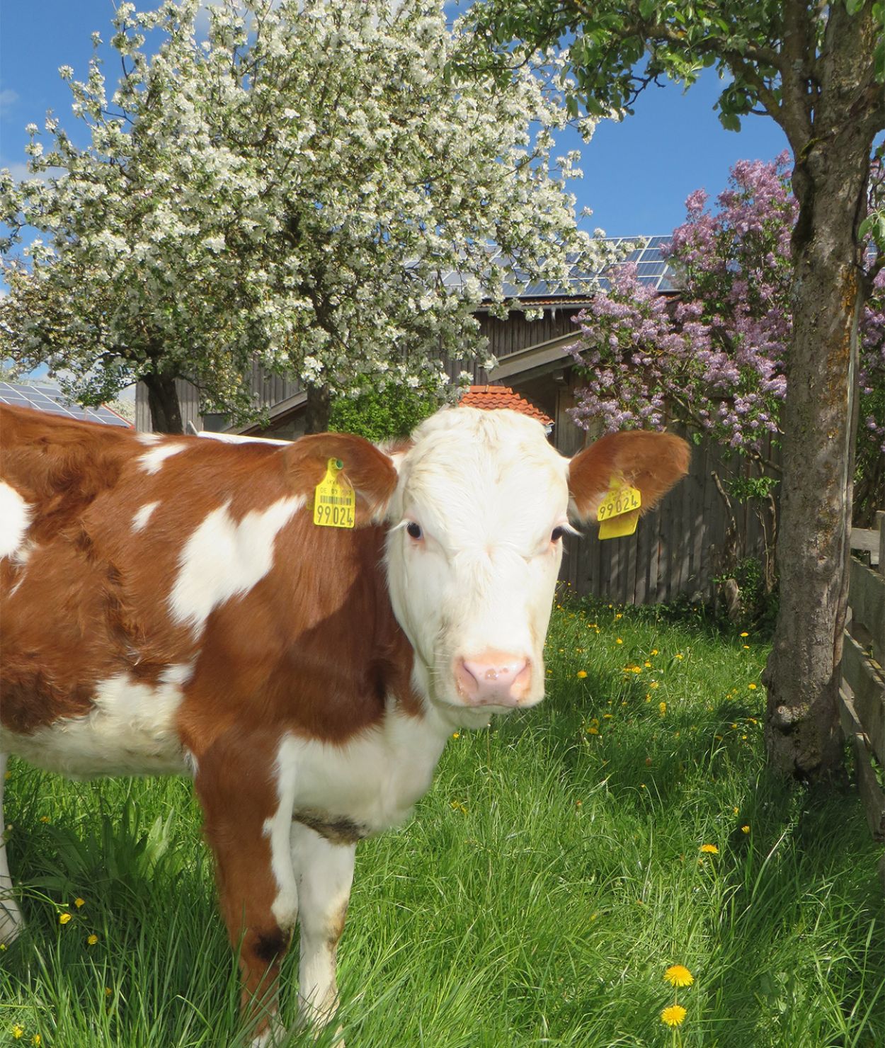 Kühe auf dem Danelehof